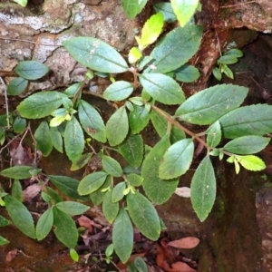 Fieldia australis at Werai, NSW - 6 Sep 2023 09:08 AM