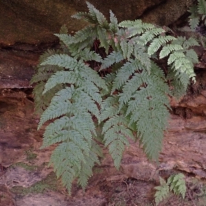 Leptopteris fraseri at Werai, NSW - 6 Sep 2023