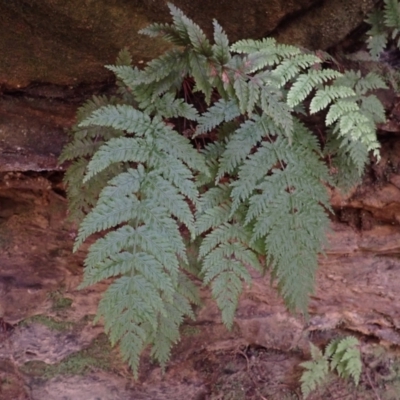Leptopteris fraseri (Crepe Fern) at Werai, NSW - 5 Sep 2023 by plants