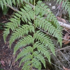 Calochlaena dubia (Rainbow Fern) at Werai - 6 Sep 2023 by plants