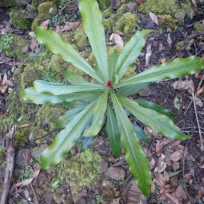 Tasmannia insipida (Brush Pepperbush, Dorrigo Pepper) at Meryla State Forest - 5 Sep 2023 by plants