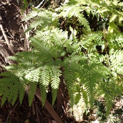 Pteris tremula (Tender Brake) at Wingecarribee Local Government Area - 6 Sep 2023 by plants