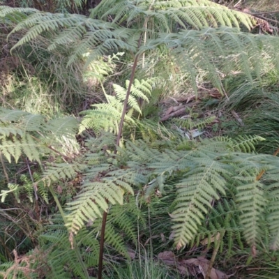 Hypolepis glandulifera (Downy Ground Fern) at Meryla State Forest - 6 Sep 2023 by plants