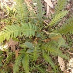 Blechnum neohollandicum (Prickly Rasp Fern) at Werai, NSW - 6 Sep 2023 by plants