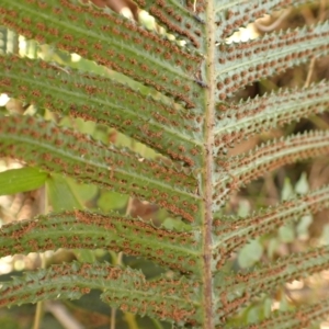 Blechnum neohollandicum at Werai, NSW - 6 Sep 2023