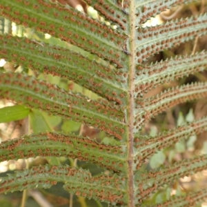 Blechnum neohollandicum at Werai, NSW - 6 Sep 2023 02:36 PM