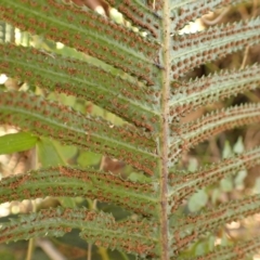 Blechnum neohollandicum at Werai, NSW - 6 Sep 2023