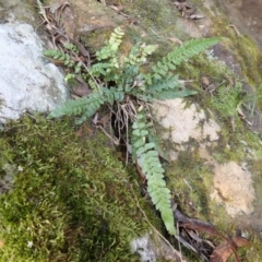 Blechnum rupestre (Small Rasp Fern) at Exeter - 6 Sep 2023 by plants