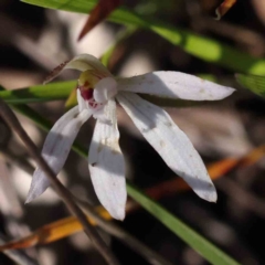 Caladenia fuscata (Dusky Fingers) at Acton, ACT - 7 Sep 2023 by ConBoekel