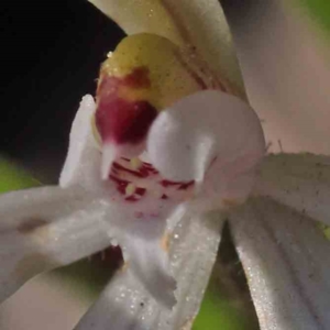 Caladenia fuscata at Acton, ACT - 7 Sep 2023