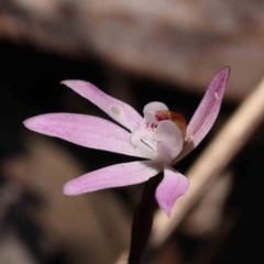 Caladenia fuscata (Dusky Fingers) at Caladenia Forest, O'Connor - 7 Sep 2023 by ConBoekel