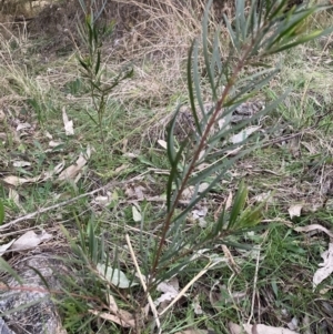 Acacia floribunda at Hackett, ACT - 6 Sep 2023