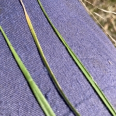 Nassella neesiana (Chilean Needlegrass) at Mount Majura - 7 Sep 2023 by waltraud