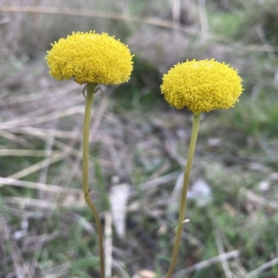 Craspedia variabilis (Common Billy Buttons) at Mount Majura - 7 Sep 2023 by waltraud