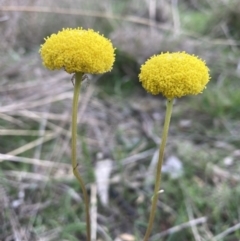 Craspedia variabilis (Common Billy Buttons) at Hackett, ACT - 7 Sep 2023 by waltraud