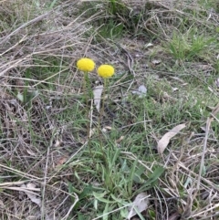 Craspedia variabilis at Hackett, ACT - 7 Sep 2023