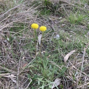 Craspedia variabilis at Hackett, ACT - 7 Sep 2023