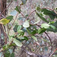 Lonicera japonica (Japanese Honeysuckle) at Mount Majura - 7 Sep 2023 by waltraud