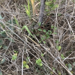 Lonicera japonica at Hackett, ACT - 7 Sep 2023