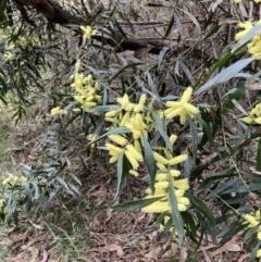 Acacia floribunda (White Sally Wattle, Gossamer Wattle) at Mount Majura - 7 Sep 2023 by waltraud