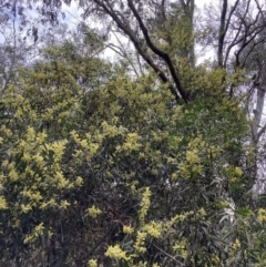 Acacia floribunda (White Sally Wattle, Gossamer Wattle) at Mount Majura - 7 Sep 2023 by waltraud