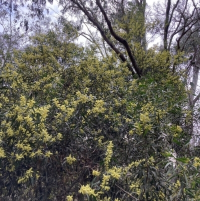 Acacia floribunda (White Sally Wattle, Gossamer Wattle) at Mount Majura - 7 Sep 2023 by waltraud
