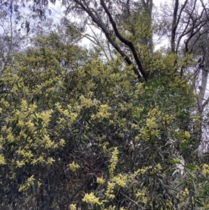 Acacia floribunda at Majura, ACT - 7 Sep 2023