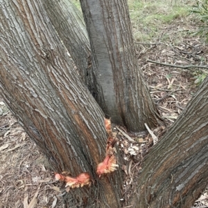 Acacia floribunda at Majura, ACT - 7 Sep 2023