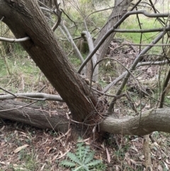 Acacia floribunda at Majura, ACT - 7 Sep 2023