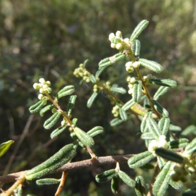 Pomaderris angustifolia (Pomaderris) at Woodstock Nature Reserve - 6 Sep 2023 by Dibble