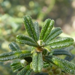 Pomaderris angustifolia at Belconnen, ACT - 6 Sep 2023