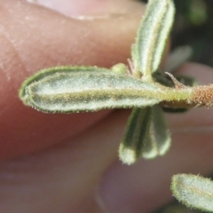 Pomaderris angustifolia at Belconnen, ACT - 6 Sep 2023