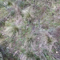 Nassella trichotoma (Serrated Tussock) at Watson, ACT - 8 Sep 2023 by waltraud