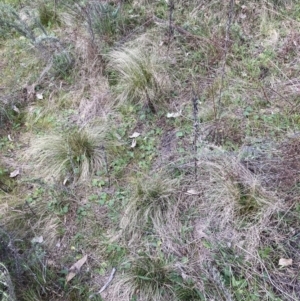 Nassella trichotoma at Watson, ACT - 8 Sep 2023 03:15 PM