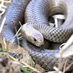 Pseudonaja textilis (Eastern Brown Snake) at Jerrabomberra Wetlands - 25 Aug 2023 by davidcunninghamwildlife