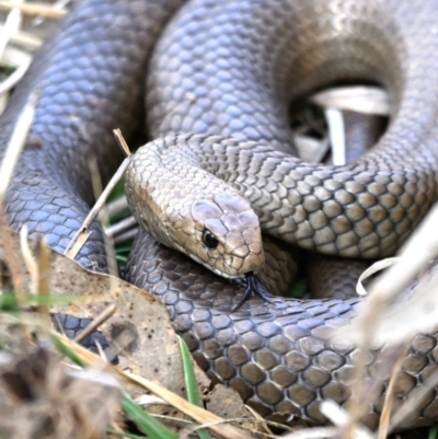 Pseudonaja textilis (Eastern Brown Snake) at Jerrabomberra Wetlands - 25 Aug 2023 by davidcunninghamwildlife