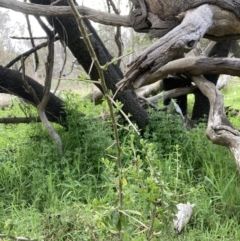 Lycium ferocissimum (African Boxthorn) at Mount Majura - 8 Sep 2023 by waltraud