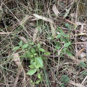 Ligustrum lucidum at Majura, ACT - 7 Sep 2023