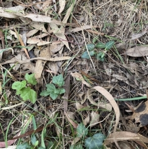 Hedera sp. (helix or hibernica) at Mount Majura (MMS) - 7 Sep 2023 04:44 PM