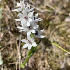 Wurmbea dioica subsp. dioica (Early Nancy) at Tuggeranong, ACT - 7 Sep 2023 by BronClarke