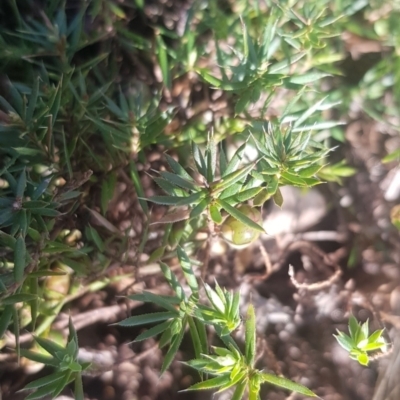 Styphelia humifusum (Cranberry Heath) at Watson, ACT - 8 Sep 2023 by MAX