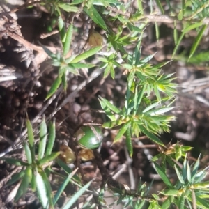 Styphelia humifusum at Watson, ACT - 8 Sep 2023