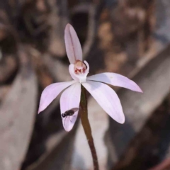 Caladenia fuscata (Dusky Fingers) at Acton, ACT - 7 Sep 2023 by ConBoekel