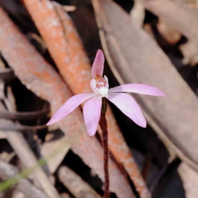Caladenia fuscata (Dusky Fingers) at Acton, ACT - 7 Sep 2023 by ConBoekel