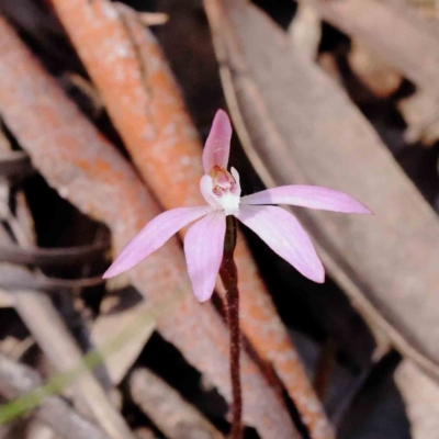 Caladenia fuscata (Dusky Fingers) at Caladenia Forest, O'Connor - 7 Sep 2023 by ConBoekel