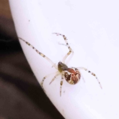 Theridion pyramidale (Tangle-web spider) at O'Connor, ACT - 7 Sep 2023 by ConBoekel