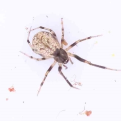 Unidentified Other web-building spider at O'Connor, ACT - 7 Sep 2023 by ConBoekel