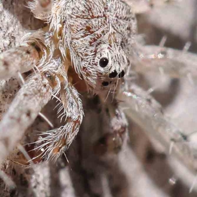 Tamopsis sp. (genus) (Two-tailed spider) at Caladenia Forest, O'Connor - 7 Sep 2023 by ConBoekel