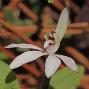 Caladenia fuscata at O'Connor, ACT - suppressed