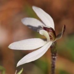 Caladenia fuscata at O'Connor, ACT - suppressed